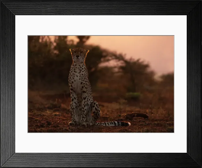 Framed Print : Cheetah (Acinonyx jubatus), Zimanga private game reserve, KwaZulu-Natal, South Africa, Africa Framed Print : Cheetah (Acinonyx jubatus), Zimanga private game reserve, KwaZulu-Natal, South Africa, Africa