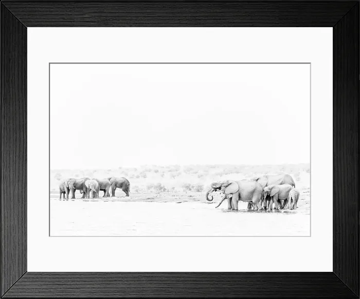 Framed Print : Elephant (Loxodonta africana) drinking in Chobe River, Chobe National Park, Botswana, Africa Framed Print : Elephant (Loxodonta africana) drinking in Chobe River, Chobe National Park, Botswana, Africa
