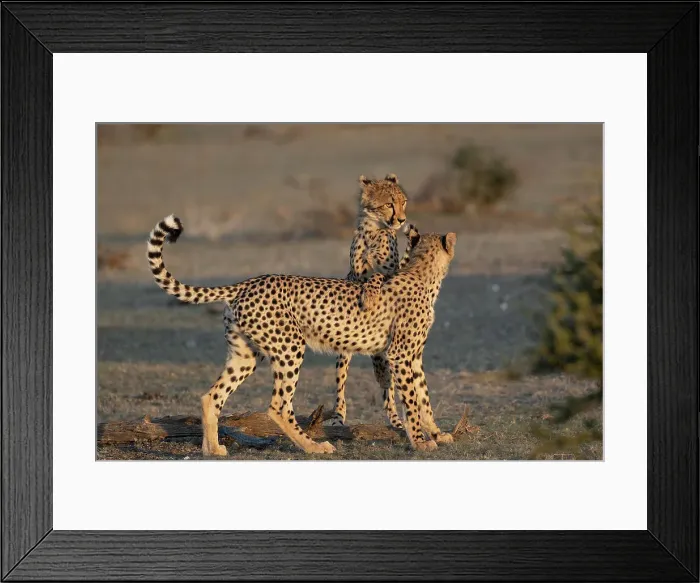 Framed Print : Cheetah (Acinonyx jubatus) subadults playfighting, Mashatu Game Reserve, Botswana, Africa Framed Print : Cheetah (Acinonyx jubatus) subadults playfighting, Mashatu Game Reserve, Botswana, Africa