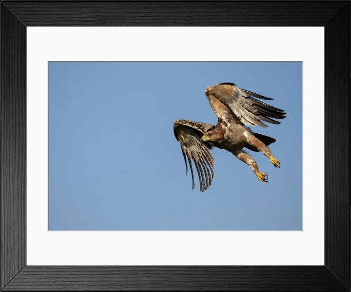 Framed Print : Tawny eagle (Aquila rapax) in flight, Zimanga private game reserve, KwaZulu-Natal, South Africa, Africa