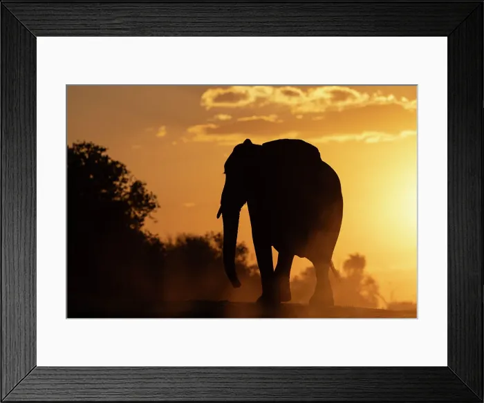 Framed Print : Elephant (Loxodonta africana) at sunset, Chobe National Park, Botswana, Africa Framed Print : Elephant (Loxodonta africana) at sunset, Chobe National Park, Botswana, Africa