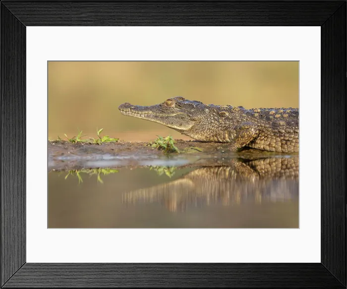 Framed Print : Nile crocodile (Crocodylus niloticus), ZImanga game reserve South Africa, Africa Framed Print : Nile crocodile (Crocodylus niloticus), ZImanga game reserve South Africa, Africa