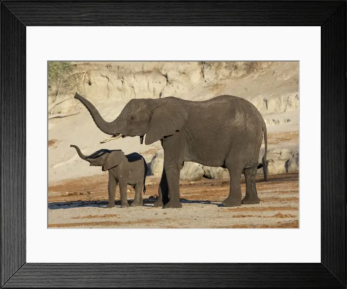 Framed Print : Elephant (Loxodonta africana) and calf, Chobe National Park, Botswana, Africa Framed Print : Elephant (Loxodonta africana) and calf, Chobe National Park, Botswana, Africa