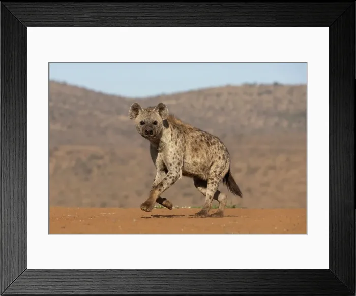 Framed Print : Spotted hyena (Crocuta crocuta), Zimanga game reserve, South Africa, Africa Framed Print : Spotted hyena (Crocuta crocuta), Zimanga game reserve, South Africa, Africa