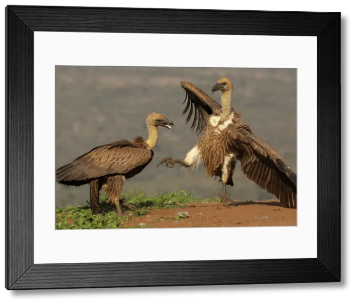Framed Print : White-backed vultures (Gyps africanus) fighting, Zimanga private game reserve, KwaZulu-Natal, South Africa, Africa Framed Print : White-backed vultures (Gyps africanus) fighting, Zimanga private game reserve, KwaZulu-Natal, South Africa, Africa