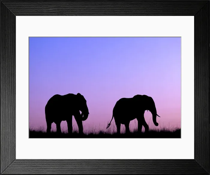 Framed Print : Elephants (Loxodonta africana) at sunset, Chobe National Park, Botswana, Africa Framed Print : Elephants (Loxodonta africana) at sunset, Chobe National Park, Botswana, Africa