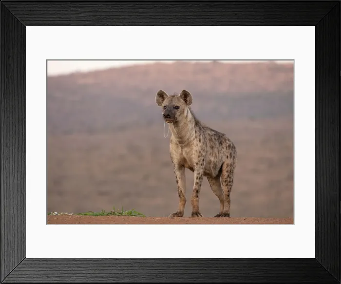 Framed Print : Spotted hyena (Crocuta crocuta), Zimanga game reserve, South Africa, Africa Framed Print : Spotted hyena (Crocuta crocuta), Zimanga game reserve, South Africa, Africa