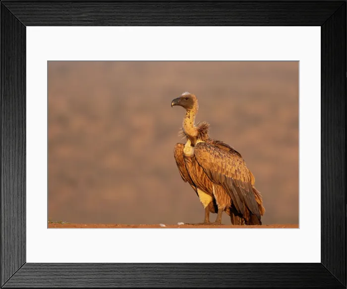Framed Print : White-backed vulture (Gyps africanus), Zimanga private game reserve, KwaZulu-Natal, South Africa, Africa Framed Print : White-backed vulture (Gyps africanus), Zimanga private game reserve, KwaZulu-Natal, South Africa, Africa