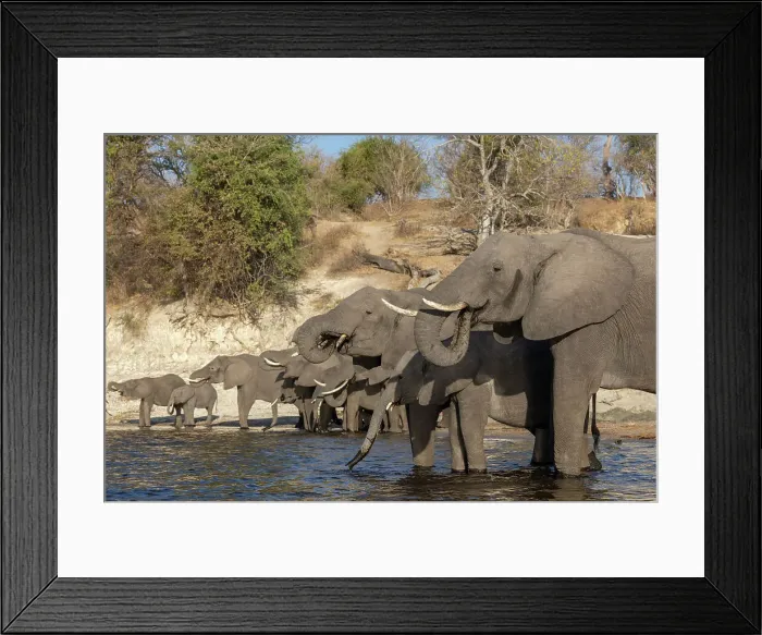Framed Print : Elephants (Loxodonta africana) drinking, Chobe National Park, Botswana, Africa Framed Print : Elephants (Loxodonta africana) drinking, Chobe National Park, Botswana, Africa