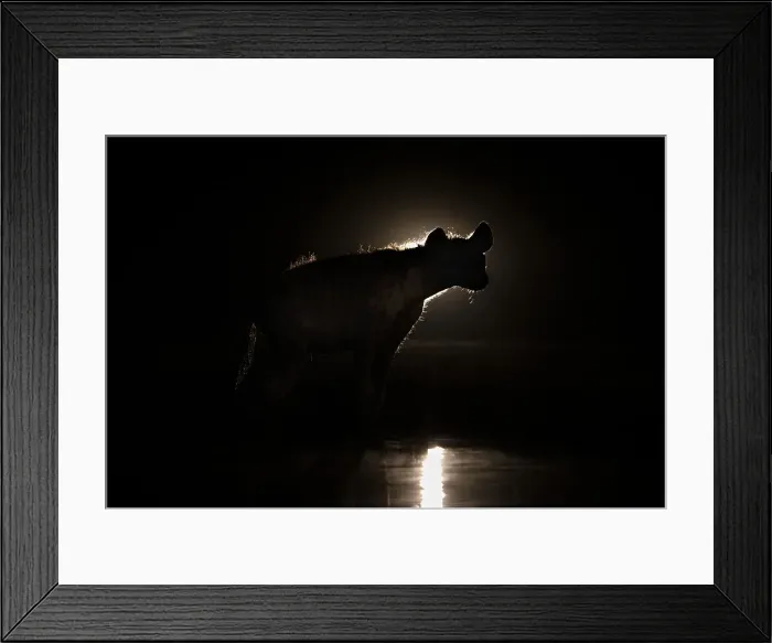 Framed Print : Spotted hyena (Crocuta crocuta) at night, Shompole, Kenya, East Africa, Africa