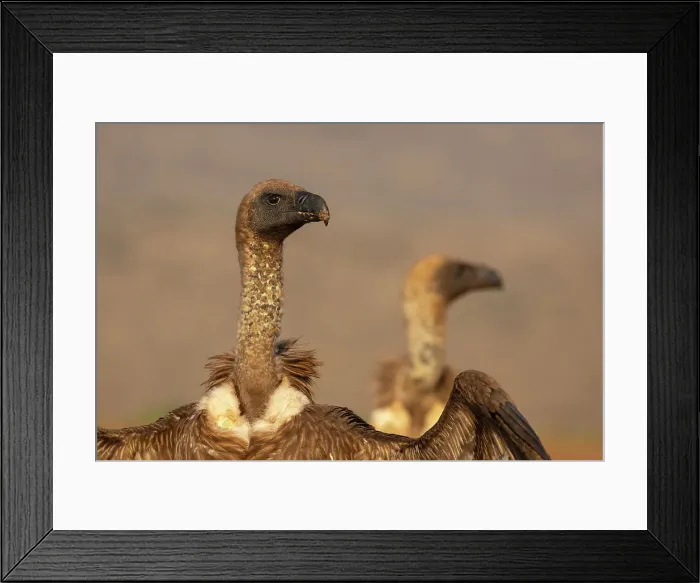 Framed Print : White-backed vultures (Gyps africanus), Zimanga private game reserve, KwaZulu-Natal, South Africa, Africa Framed Print : White-backed vultures (Gyps africanus), Zimanga private game reserve, KwaZulu-Natal, South Africa, Africa