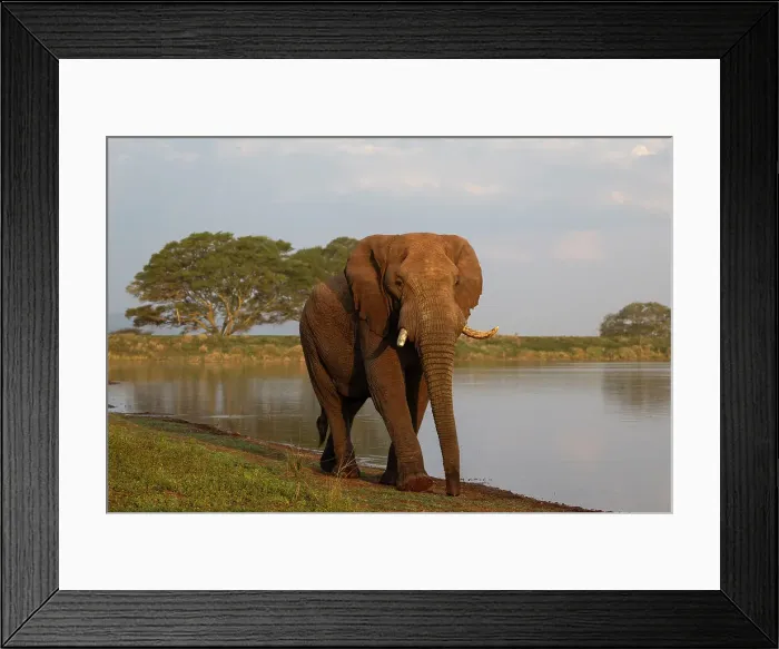 Framed Print : Elephant (Loxodonta africana) bull, Zimanga private game reserve, South Africa, Africa Framed Print : Elephant (Loxodonta africana) bull, Zimanga private game reserve, South Africa, Africa