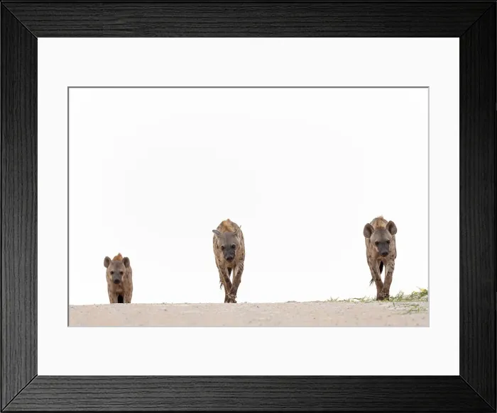 Framed Print : Spotted hyena (Crocuta crocuta), Kgalagadi Transfrontier Park, Northern Cape, South Africa, Africa Framed Print : Spotted hyena (Crocuta crocuta), Kgalagadi Transfrontier Park, Northern Cape, South Africa, Africa