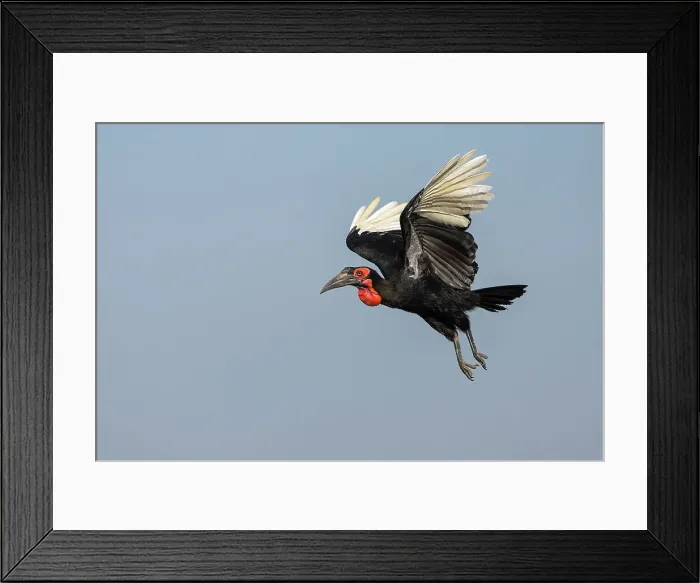 Framed Print : Ground hornbill (Bucorvus leadbeateri) in flight, Chobe National Park, Botswana, Africa Framed Print : Ground hornbill (Bucorvus leadbeateri) in flight, Chobe National Park, Botswana, Africa