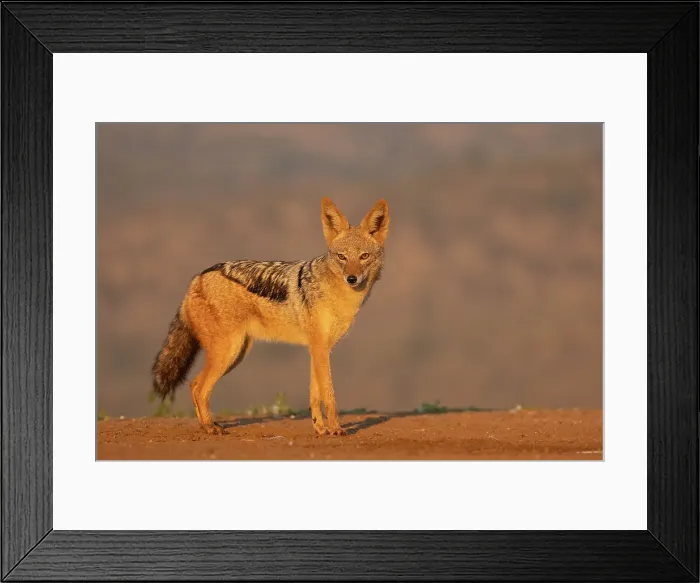 Framed Print : Black-backed jackal (Lupulella mesomelas), Zimanga private game reserve, KwaZulu-Natal, South Africa, Africa Framed Print : Black-backed jackal (Lupulella mesomelas), Zimanga private game reserve, KwaZulu-Natal, South Africa, Africa