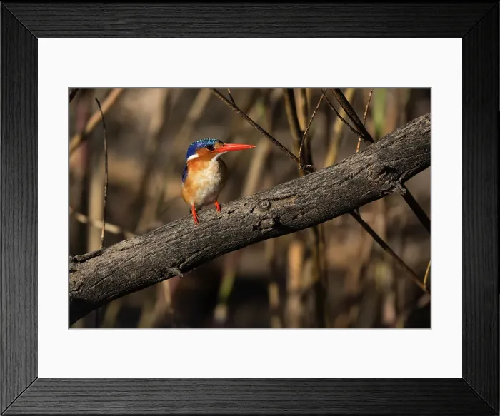 Framed Print : Malachite kingfisher (Corythornis cristatus), Chobe National Park, Botswana, Africa Framed Print : Malachite kingfisher (Corythornis cristatus), Chobe National Park, Botswana, Africa