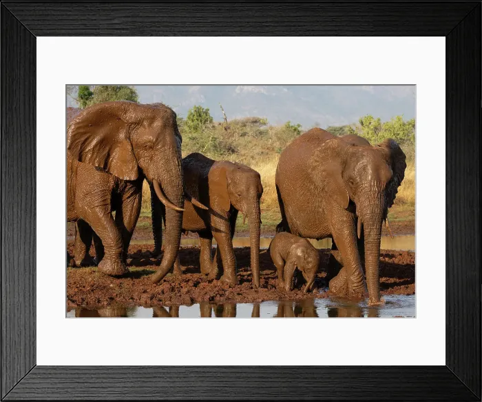 Framed Print : Elephants (Loxodonta africana) at mud wallow, Zimanga private game reserve, South Africa, Africa Framed Print : Elephants (Loxodonta africana) at mud wallow, Zimanga private game reserve, South Africa, Africa