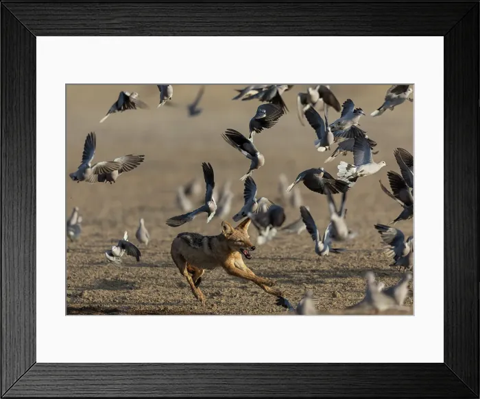 Framed Print : Black-backed jackal (Lupulella mesomelas) chasing ring-neck doves, Kgalagadi Transfrontier Park, Northern Cape, South Africa, Africa Framed Print : Black-backed jackal (Lupulella mesomelas) chasing ring-neck doves, Kgalagadi Transfrontier Park, Northern Cape, South Africa, Africa