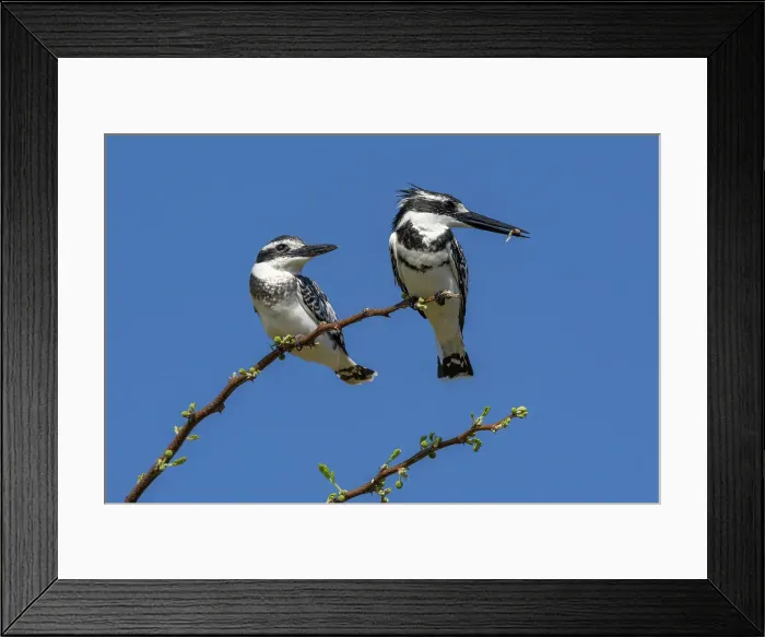 Framed Print : Pied kingfishers (Ceryle rudis), Chobe National Park, Botswana, Africa Framed Print : Pied kingfishers (Ceryle rudis), Chobe National Park, Botswana, Africa