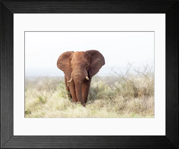 Framed Print : Elephant (Loxodonta africana) bull, Zimanga private game reserve, South Africa, Africa Framed Print : Elephant (Loxodonta africana) bull, Zimanga private game reserve, South Africa, Africa