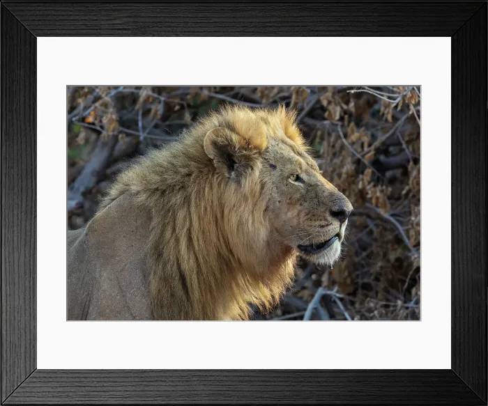 Framed Print : Lion (Panthera leo), Chobe National Park, Botswana, Africa Framed Print : Lion (Panthera leo), Chobe National Park, Botswana, Africa