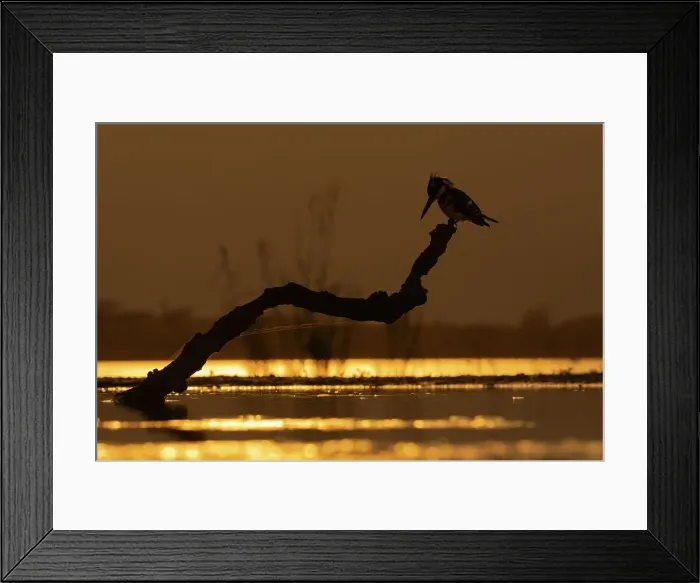 Framed Print : Pied kingfisher (Ceryle rudis), Zimanga game reserve, South Africa, Africa Framed Print : Pied kingfisher (Ceryle rudis), Zimanga game reserve, South Africa, Africa