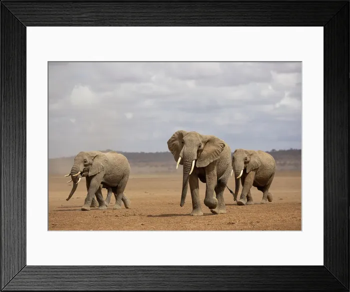 Framed Print : Elephants (Loxodonta africana), Amboseli National Park, Kenya, East Africa, Africa Framed Print : Elephants (Loxodonta africana), Amboseli National Park, Kenya, East Africa, Africa