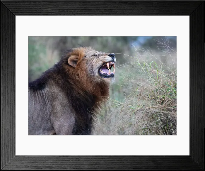 Framed Print : Lion (Panthera leo) showing flehmen grimace, Zimanga private game reserve, KwaZulu-Natal, South Africa, Africa