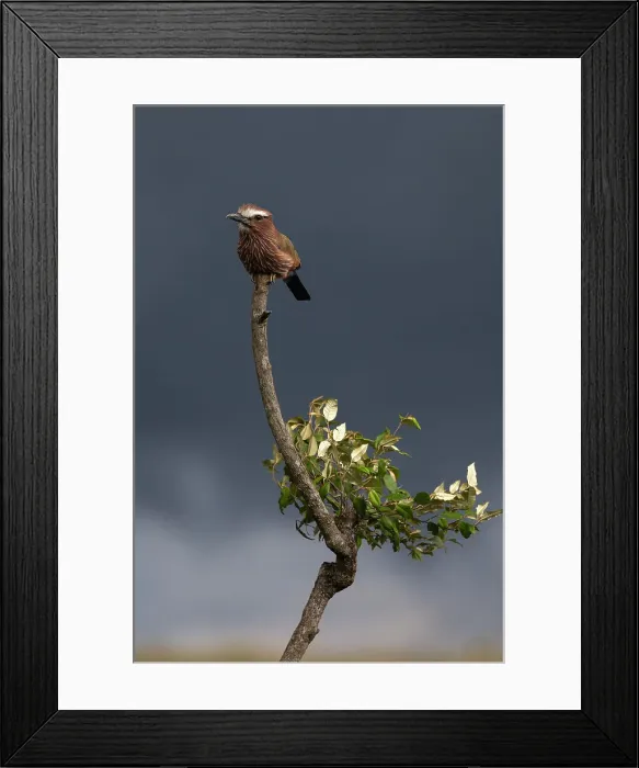 Framed Print : Purple roller (Coracias naevius), Masai Mara, Kenya, East Africa, Africa Framed Print : Purple roller (Coracias naevius), Masai Mara, Kenya, East Africa, Africa