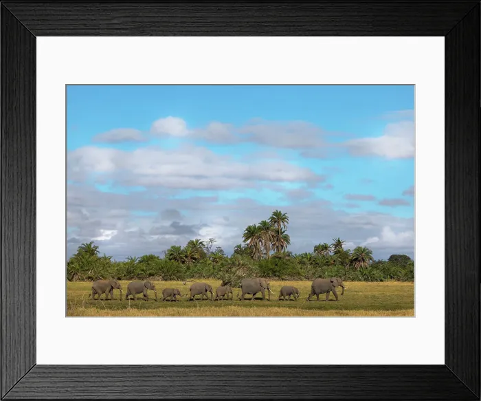 Framed Print : Elephants (Loxodonta africana), Amboseli National Park, Kenya, East Africa, Africa Framed Print : Elephants (Loxodonta africana), Amboseli National Park, Kenya, East Africa, Africa