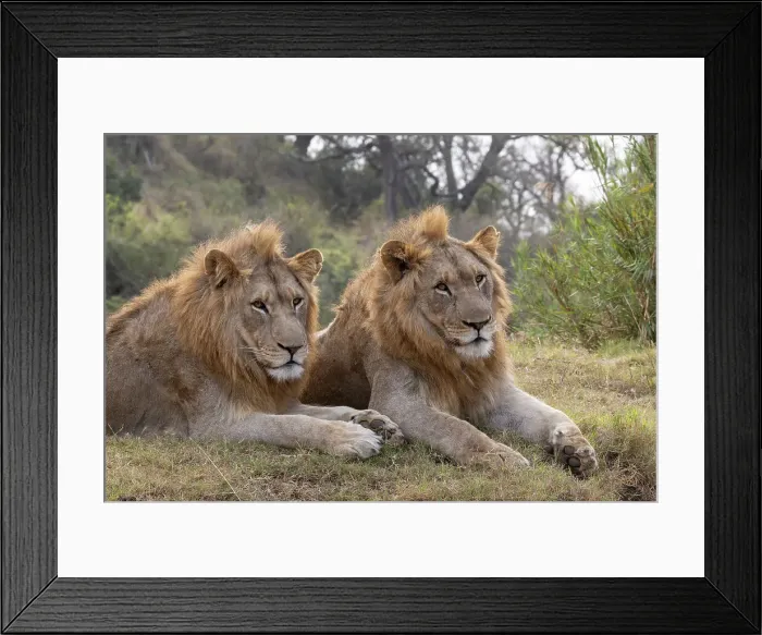 Framed Print : Lion (Panthera leo) brothers, Zimanga private game reserve, KwaZulu-Natal, South Africa, Africa Framed Print : Lion (Panthera leo) brothers, Zimanga private game reserve, KwaZulu-Natal, South Africa, Africa