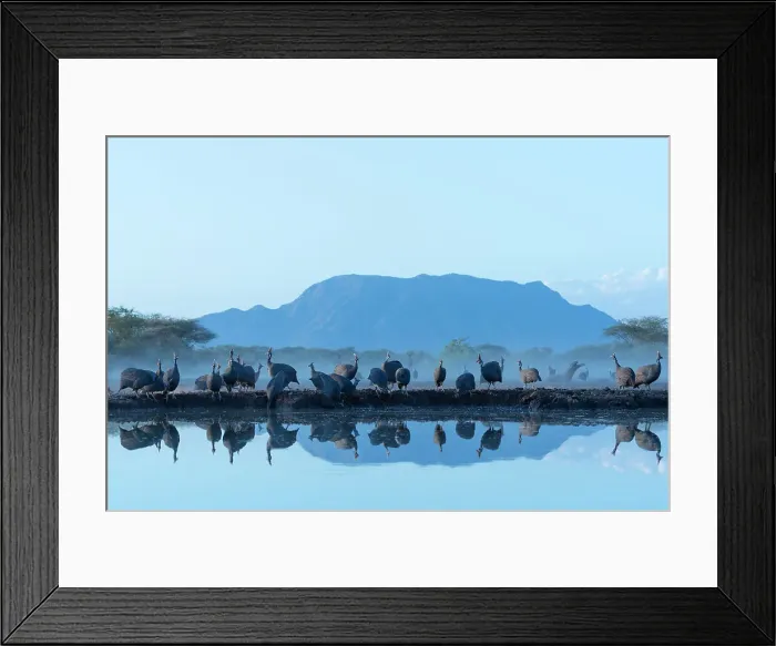 Framed Print : Helmeted guineafowl (Numida meleagris) at water, Shompole, Kenya, East Africa, Africa