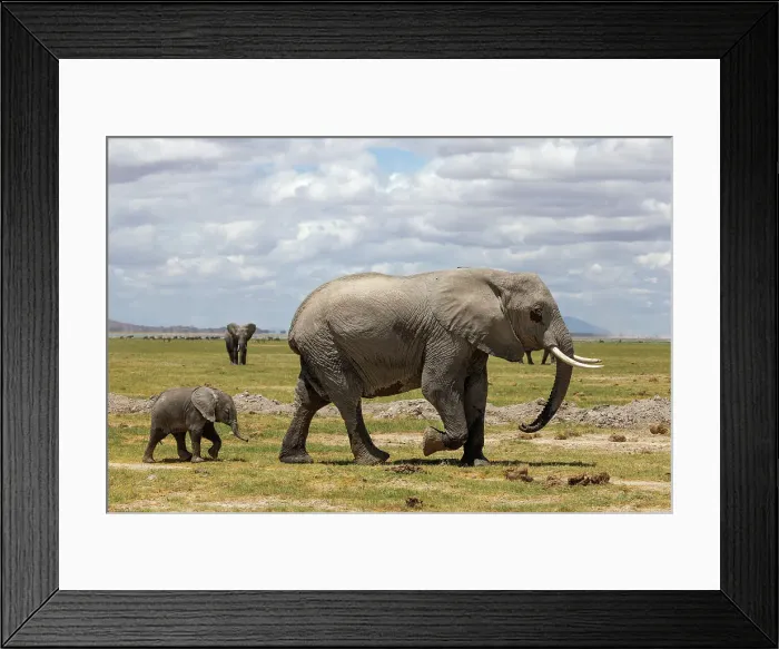 Framed Print : Elephant (Loxodonta africana) and calf, Amboseli National Park, Kenya, East Africa, Africa Framed Print : Elephant (Loxodonta africana) and calf, Amboseli National Park, Kenya, East Africa, Africa