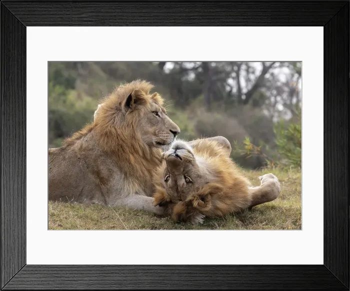 Framed Print : Lion (Panthera leo) brothers, Zimanga private game reserve, KwaZulu-Natal, South Africa, Africa Framed Print : Lion (Panthera leo) brothers, Zimanga private game reserve, KwaZulu-Natal, South Africa, Africa