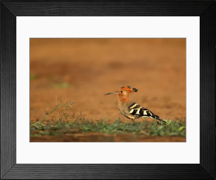 Framed Print : African hoopoe (Upupa africana), Zimanga game reserve, KwaZulu-Natal, South Africa Framed Print : African hoopoe (Upupa africana), Zimanga game reserve, KwaZulu-Natal, South Africa