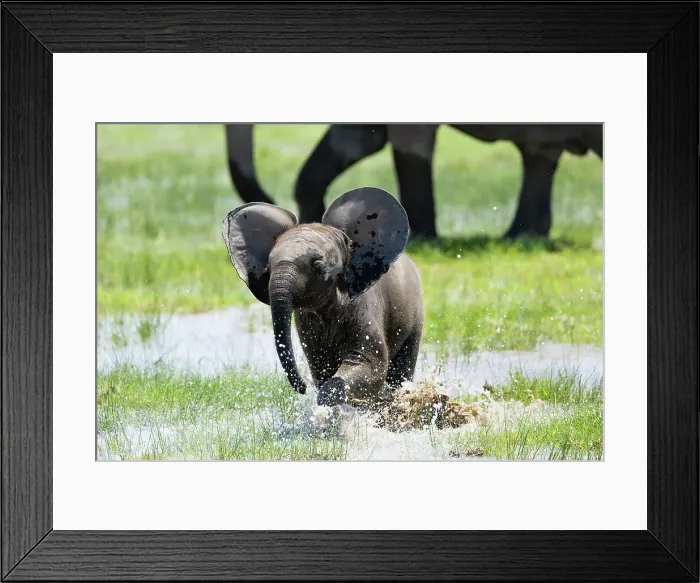 Framed Print : Elephant (Loxodonta africana) calf, Amboseli National Park, Kenya, East Africa, Africa Framed Print : Elephant (Loxodonta africana) calf, Amboseli National Park, Kenya, East Africa, Africa