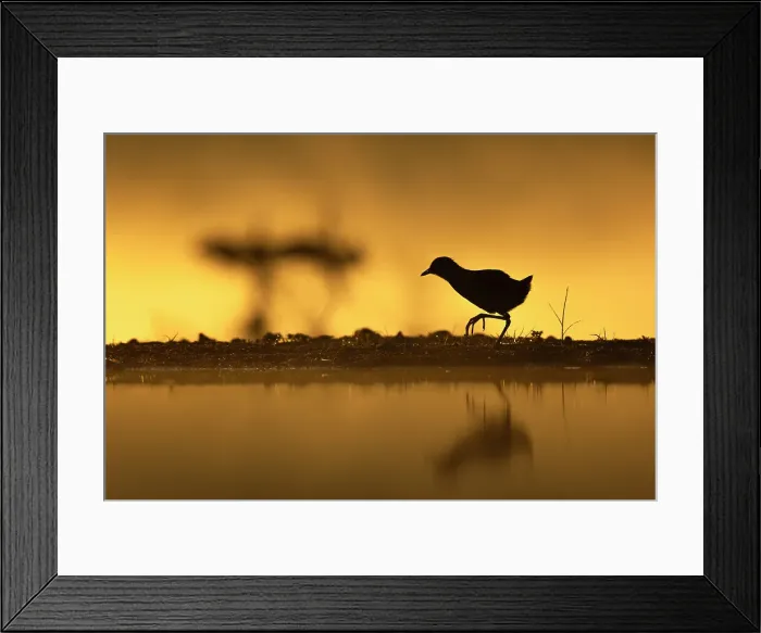 Framed Print : Black crake (Zapornia flavirostra), Zimanga game reserve, KwaZulu-Natal, South Africa Framed Print : Black crake (Zapornia flavirostra), Zimanga game reserve, KwaZulu-Natal, South Africa