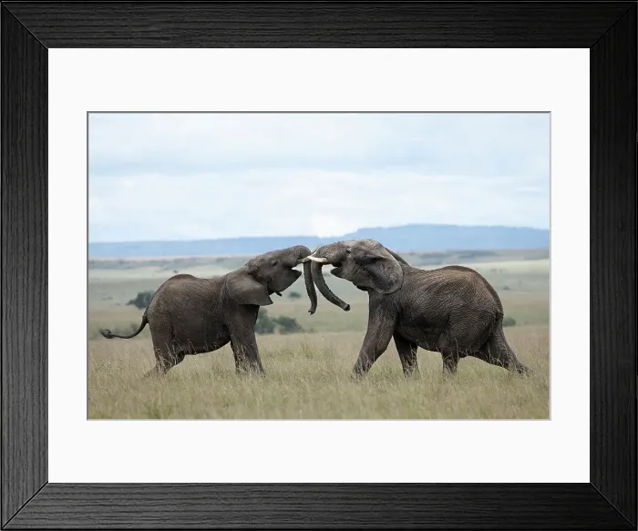 Framed Print : Elephants (Loxodonta africana) sparring, Masai Mara, Kenya, East Africa, Africa