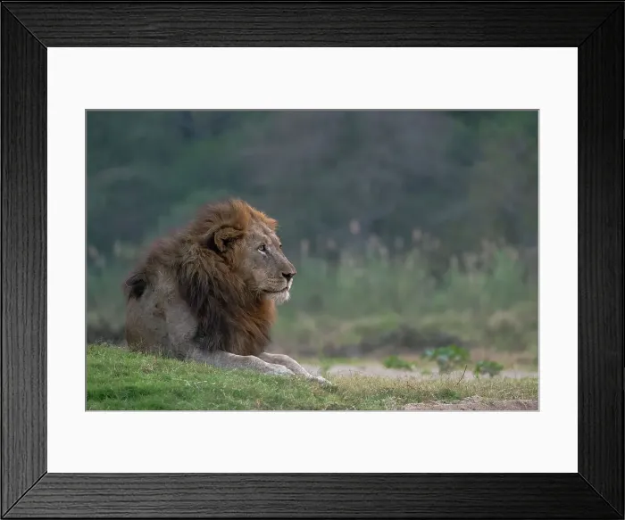 Framed Print : Lion (Panthera leo), Zimanga private game reserve, KwaZulu-Natal, South Africa, Africa Framed Print : Lion (Panthera leo), Zimanga private game reserve, KwaZulu-Natal, South Africa, Africa