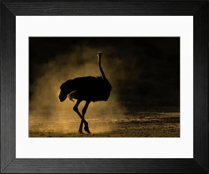 Framed Print : Ostrich (Struthio camelus), Kgalagadi Transfrontier Park, Northern Cape, South Africa Framed Print : Ostrich (Struthio camelus), Kgalagadi Transfrontier Park, Northern Cape, South Africa