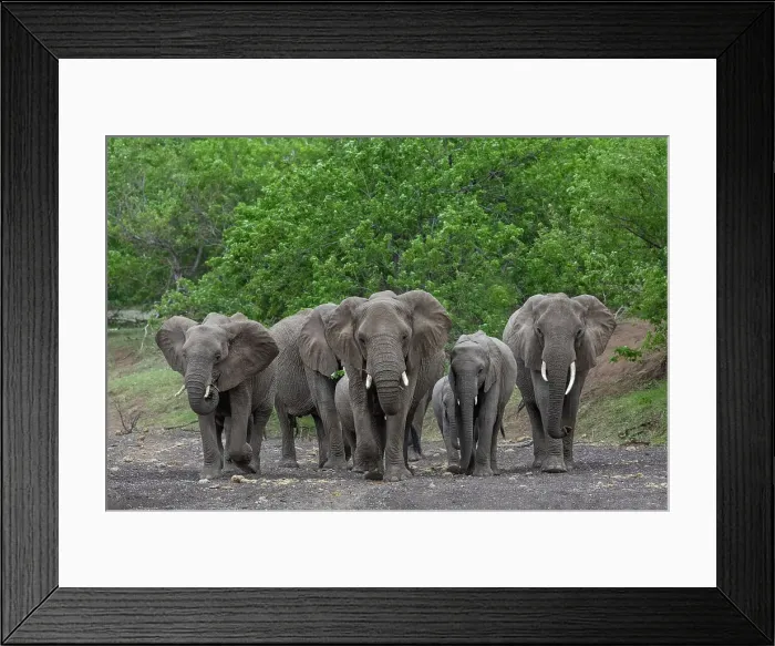 Framed Print : Elephants (Loxodonta africana), Mashatu Game Reserve, Botswana, Africa Framed Print : Elephants (Loxodonta africana), Mashatu Game Reserve, Botswana, Africa