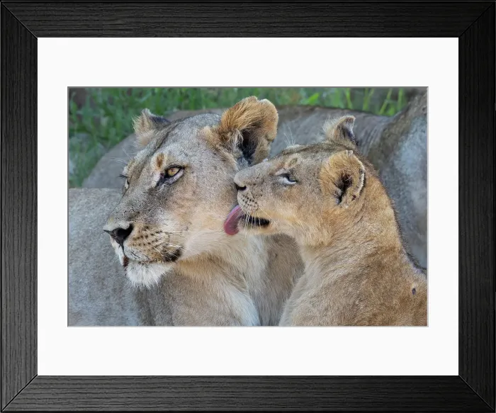 Framed Print : Lioness (Panthera leo) with cub, MalaMala Game Reserve, South Africa, Africa Framed Print : Lioness (Panthera leo) with cub, MalaMala Game Reserve, South Africa, Africa