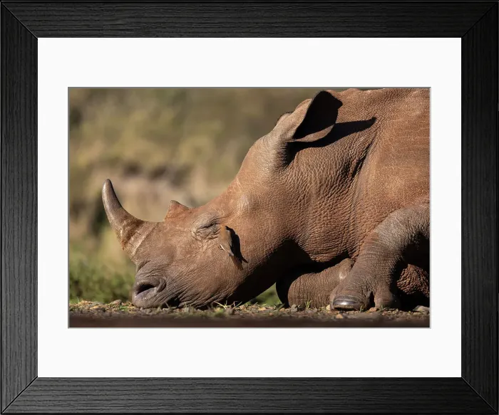 Framed Print : Red-billed oxpecker (Buphagus erythrorynchus) on white rhino (Ceratotherium simum), Zimanga game reserve, South Africa Framed Print : Red-billed oxpecker (Buphagus erythrorynchus) on white rhino (Ceratotherium simum), Zimanga game reserve, South Africa