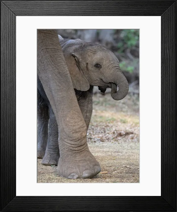 Framed Print : Elephant (Loxodonta africana) calf, Mashatu Game Reserve, Botswana, Africa
