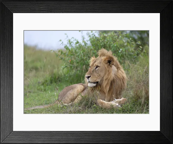 Framed Print : Lion (Panthera leo), Masai Mara, Kenya, East Africa, Africa Framed Print : Lion (Panthera leo), Masai Mara, Kenya, East Africa, Africa