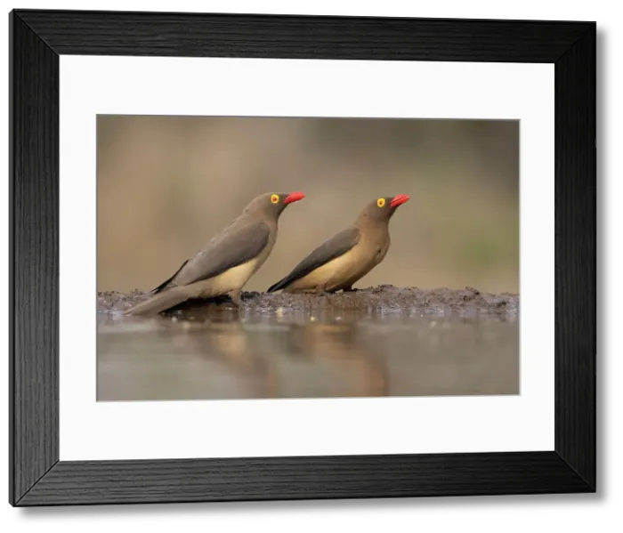 Framed Print : Red-billed oxpeckers (Buphagus erythrorynchus), Zimanga game reserve, South Africa Framed Print : Red-billed oxpeckers (Buphagus erythrorynchus), Zimanga game reserve, South Africa
