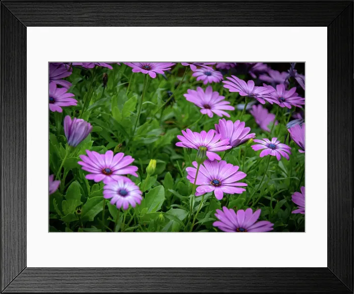 Framed Print : Vibrant purple daisies (osteospermum) with lush green leaves, Kew Gardens, London, England, United Kingdom, Europe Framed Print : Vibrant purple daisies (osteospermum) with lush green leaves, Kew Gardens, London, England, United Kingdom, Europe
