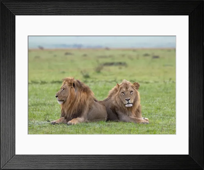 Framed Print : Lions (Panthera leo), Masai Mara, Kenya, East Africa, Africa Framed Print : Lions (Panthera leo), Masai Mara, Kenya, East Africa, Africa