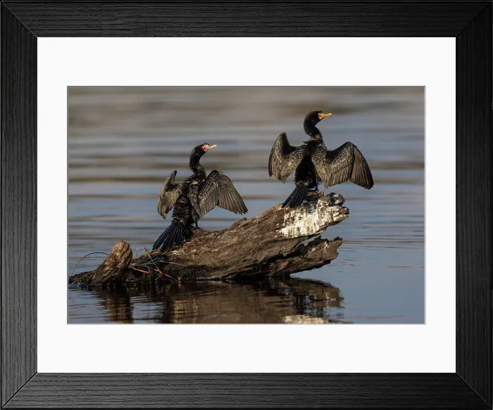 Framed Print : Reed cormorants (Microcarbo africanus) drying wings, Chobe National Park, Botswana, Africa Framed Print : Reed cormorants (Microcarbo africanus) drying wings, Chobe National Park, Botswana, Africa