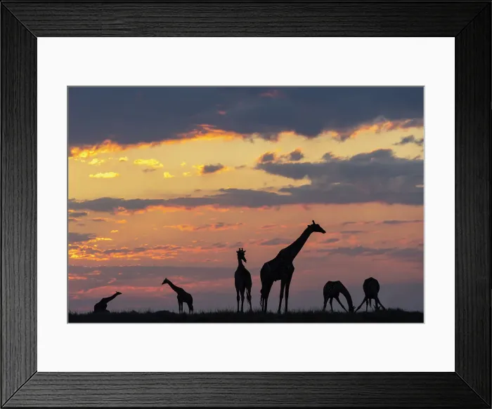 Framed Print : Giraffes (Giraffa camelopardalis) at sunset, Chobe National Park, Botswana, Africa Framed Print : Giraffes (Giraffa camelopardalis) at sunset, Chobe National Park, Botswana, Africa